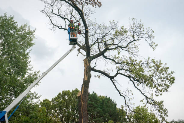 Best Hazardous Tree Removal  in Wyong, MI